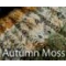 Autumn Moss