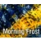 Morning Frost